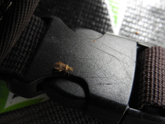 Aufeius impressicollis