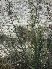 Scrophularia cretacea