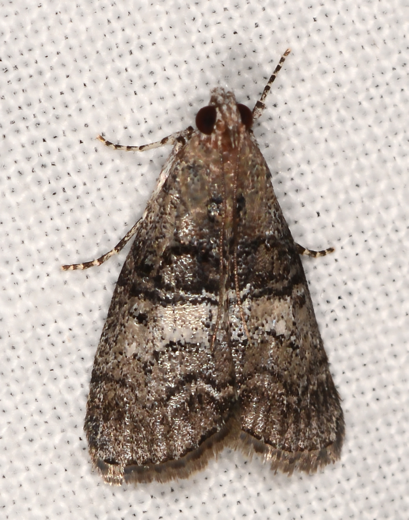 Pococera