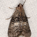 Pococera - Photo (c) Marcia Morris, some rights reserved (CC BY-NC), uploaded by Marcia Morris