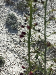 Scrophularia cretacea