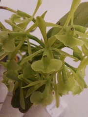 Epidendrum chlorocorymbos