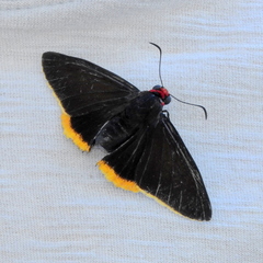 Pyrrhopyge amyclas