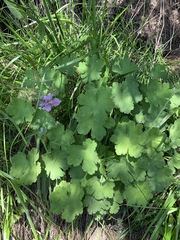 Geranium renardii