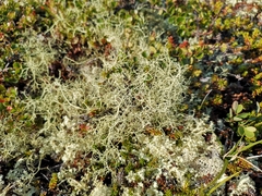 Alectoria ochroleuca