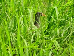 Paragallinula angulata