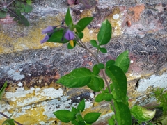 Solanum dulcamara