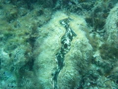 Tridacna derasa