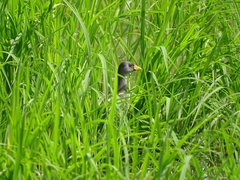 Paragallinula angulata