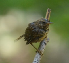 Troglodytes pacificus
