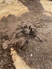 Aphonopelma gabeli