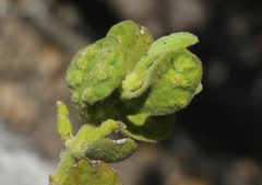 Acalitus phoradendronis