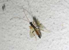Opheltes glaucopterus