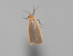 Eilema depressa