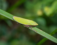 Draeculacephala constricta