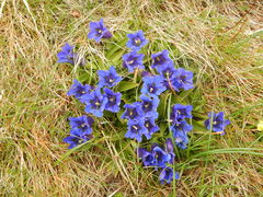 Gentiana acaulis