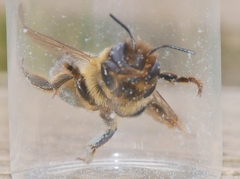 Megachile ligniseca