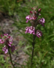 Pedicularis attollens