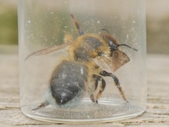 Megachile ligniseca