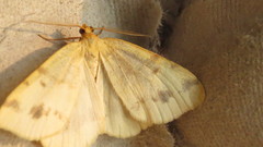Macaria ribearia