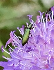 Chrysanthia geniculata