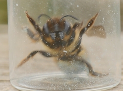 Megachile ligniseca