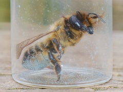 Megachile ligniseca