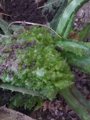 Aceria aloinis