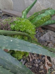 Aceria aloinis