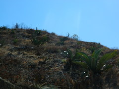 Agave marmorata