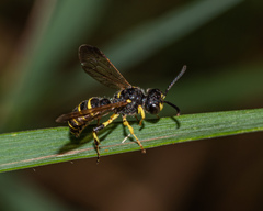 Cerceris atramontensis