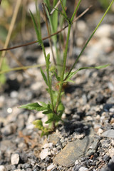 Crepis setosa