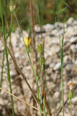 Crepis setosa