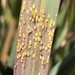 photo of Oleander Aphid (Aphis nerii)