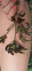 Verbena incompta