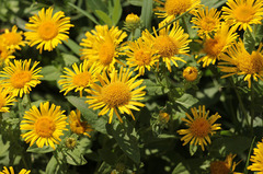 Pentanema britannica