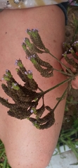Verbena incompta