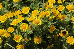 Pentanema britannica