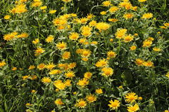 Pentanema britannica