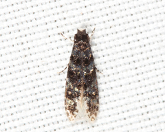 Stenoptinea auriferella