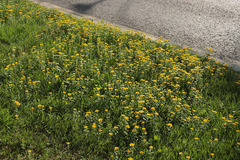 Pentanema britannica