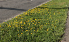 Pentanema britannica