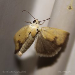 Ponometia tortricina