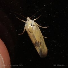 Ponometia tortricina