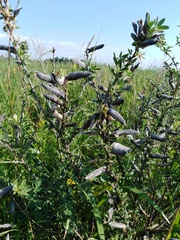 Chamaecytisus ruthenicus
