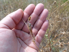 Stenopogon nigriventris