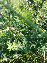 Chamaecytisus ruthenicus