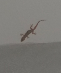 Hemidactylus turcicus