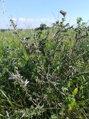 Chamaecytisus ruthenicus