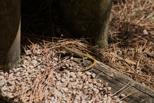 Green Iberian Wall Lizard, Lisboa, Portugal, photo 10 of 10